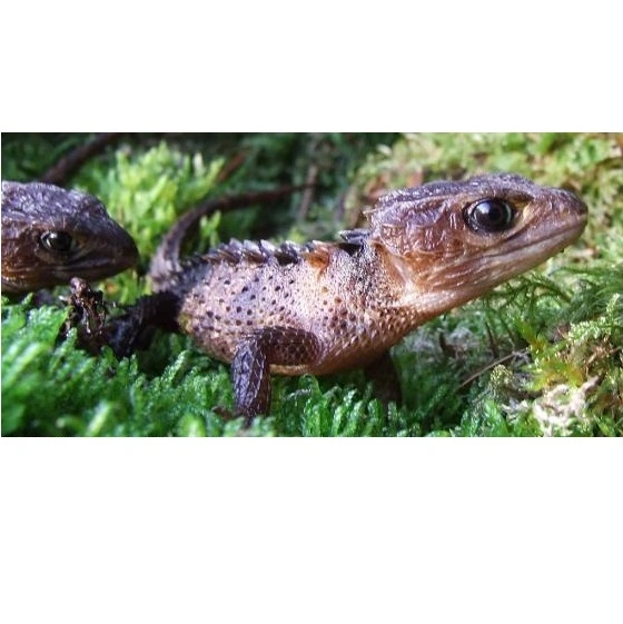 New guinea Caque Headed Skink (Tribolonotus Novaeguineae)
